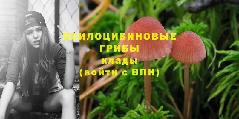 где можно купить   Карабулак  Галлюциногенные грибы Psilocybe 